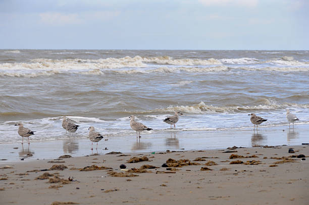 istock Young Seagulls at beach in the surf 185234378