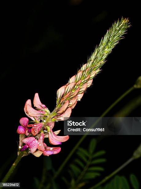 Flor Silvestre Foto de stock y más banco de imágenes de Agua - Agua, Aire libre, Condensación