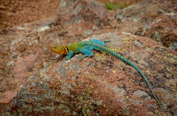 istock Mountain Boomer Lizard Sitting on Lichen Covered Rock 1852347070