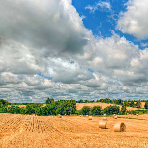 istock Farm Field with Hay Bale on a Summer Day (VI) 185234723