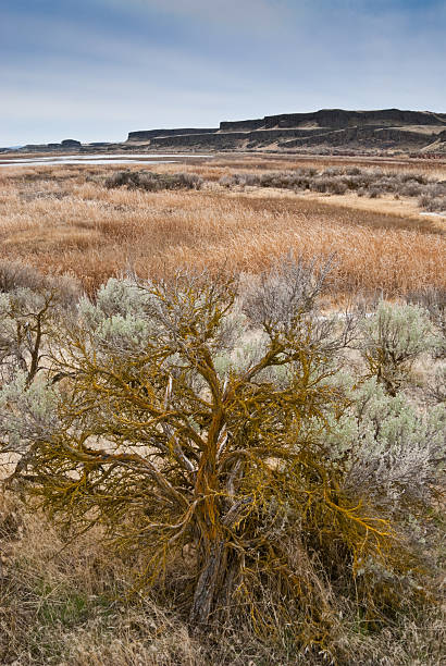 istock Desert Sagebrush and Mesas 185234834
