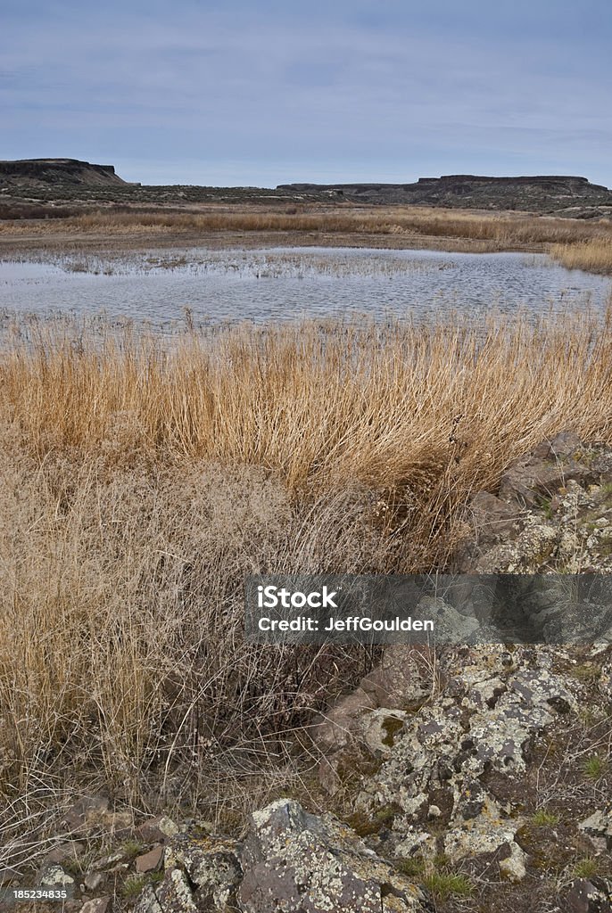 マーシュ Pothole に囲まれて、古い Grasses ロック - アメリカ合衆国のロイヤリティフリーストックフォト