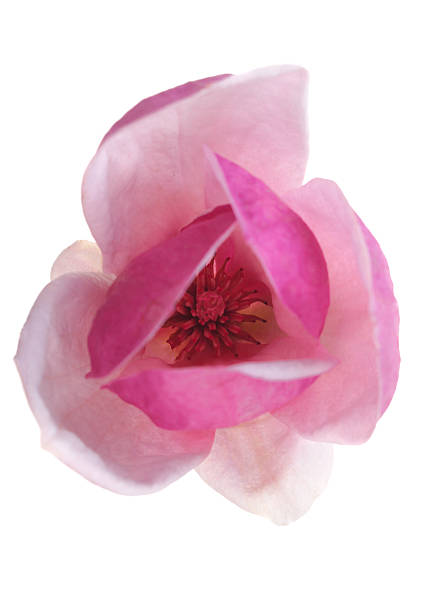 istock Beautiful magnolia  isolated on white 185234914