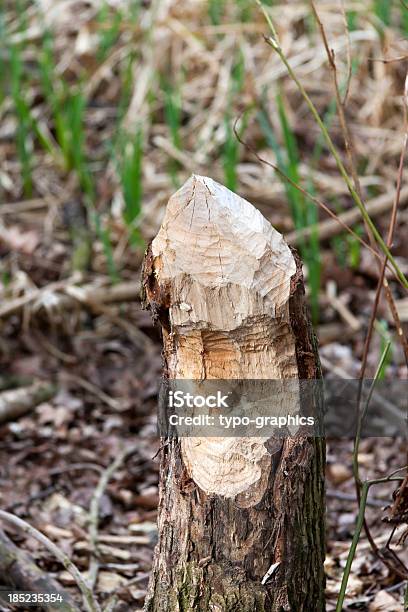 Lavoro Di Castoro - Fotografie stock e altre immagini di Albero - Albero, Albero caduto, Albero di legno duro