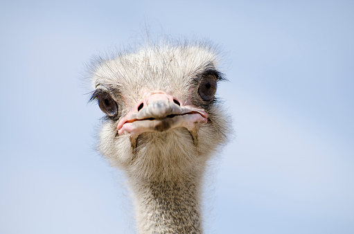 Front view of ostrich, Struthio camelus, looking at camera.
