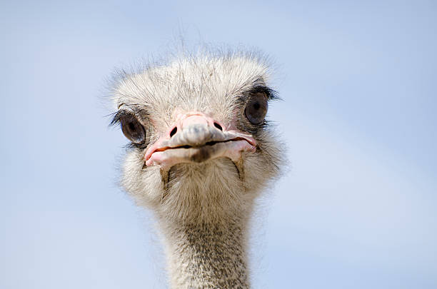 Head shot of an ostrich looking at the camera Front view of ostrich, Struthio camelus, looking at camera. ostrich stock pictures, royalty-free photos & images