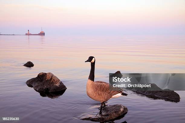 Barnacla Canadiense Foto de stock y más banco de imágenes de Lago Ontario - Lago Ontario, Mississauga, América del norte