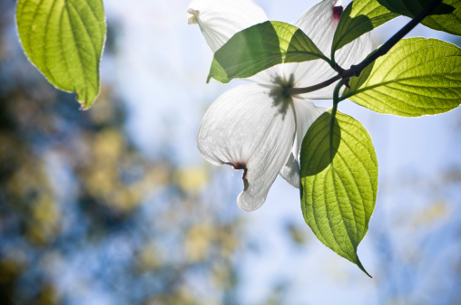 Flowering dogwood blossom with an out of focus background