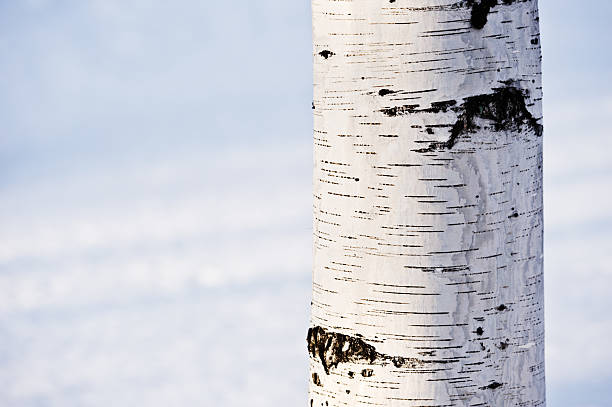 버치 나무줄기 - birch bark birch tree textured 뉴스 사진 이미지