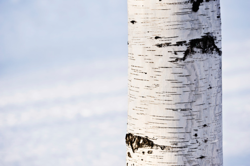 Close-up of birch tree trunk against defocused snow background.