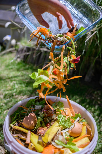 istock Leftover vegetable and food waste poured into a recycle compost container outdoors 1852360674