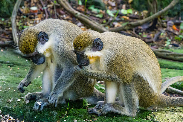 istock Green Monkeys, Chlorocebus sabaeus 185236173