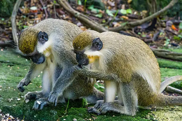 Photo of Green Monkeys, Chlorocebus sabaeus