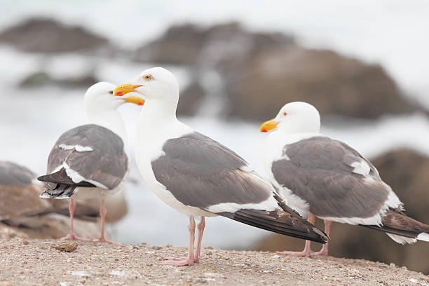 istock flock of seagulls at the beach 185236257