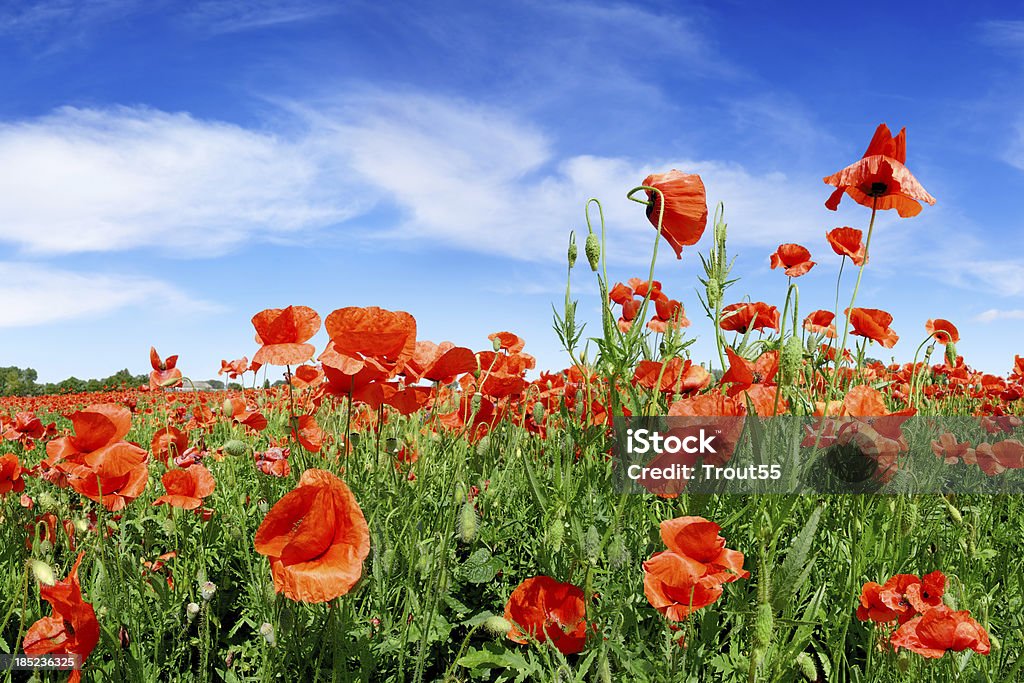 Poppies em Campo Verde - Foto de stock de Azul royalty-free