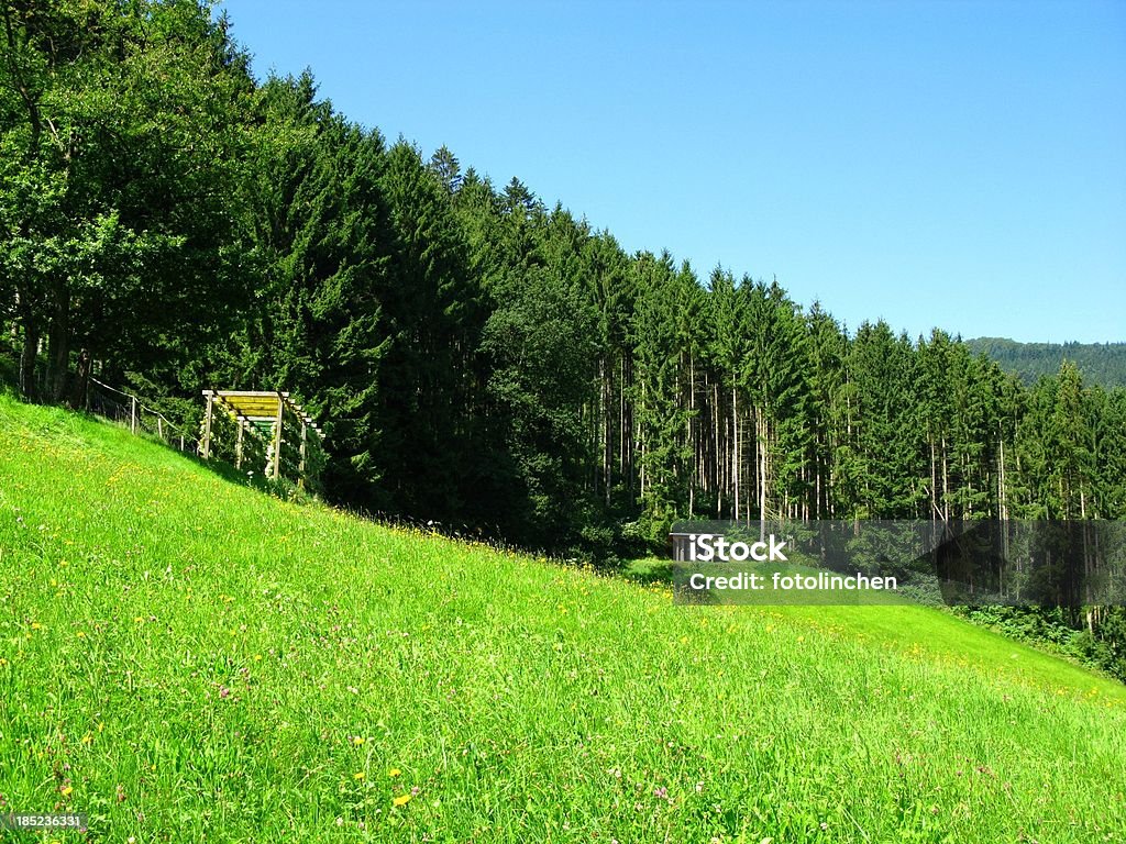 Schwarzwald - Lizenzfrei Blume Stock-Foto