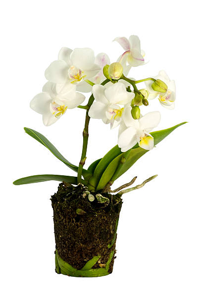 White mini orchids stock photo