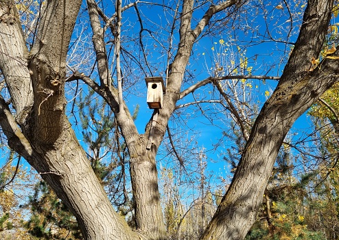 Cute wooden birdhouse on a tree. Bare tree branches without leaves