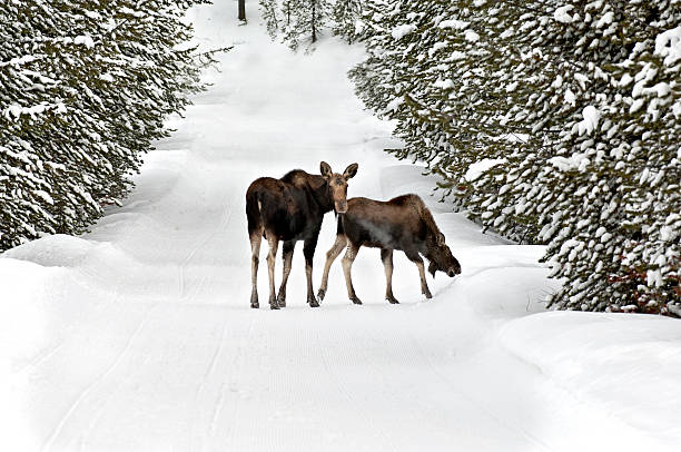 Bezerro de Alce e caminhe por uma trilha de neve coberta de login - foto de acervo