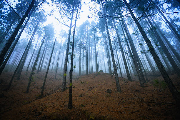 istock Forest in the Fog, Canary Islands 185236782