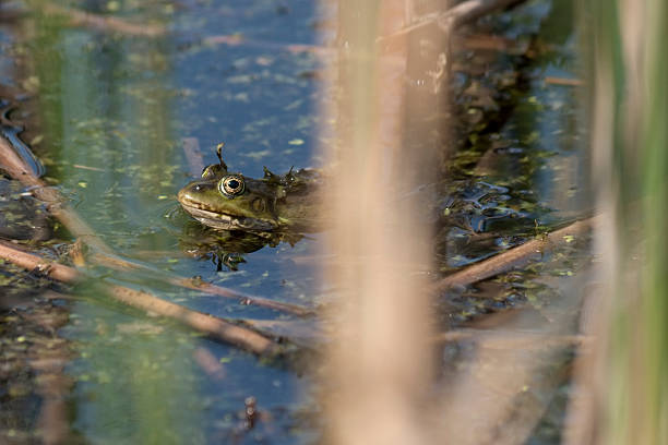 istock Green frog swimming in pond 185236789