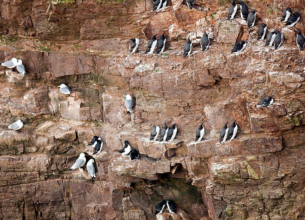 istock Kittiwake, Guillemot and Razorbill 185236894