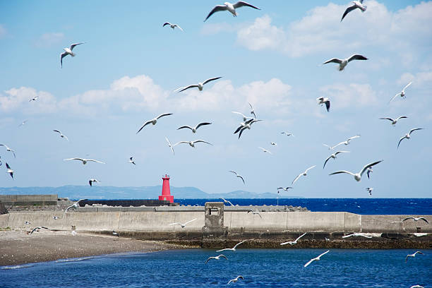 Lots of flying sea gulls in harbor.