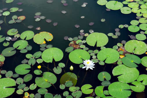 White lotus blossoming in the pond