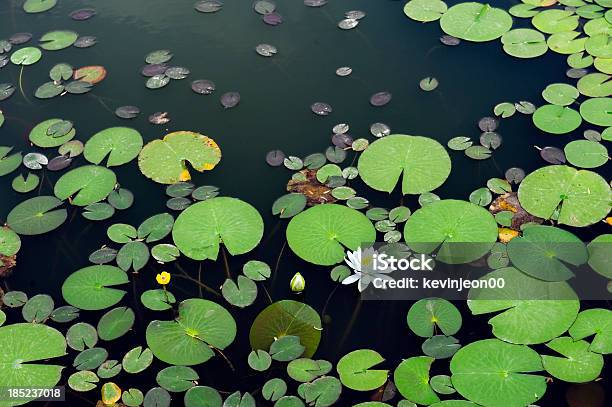 White Lotus In The Pond Stock Photo - Download Image Now - Water Lily, Pond, Water