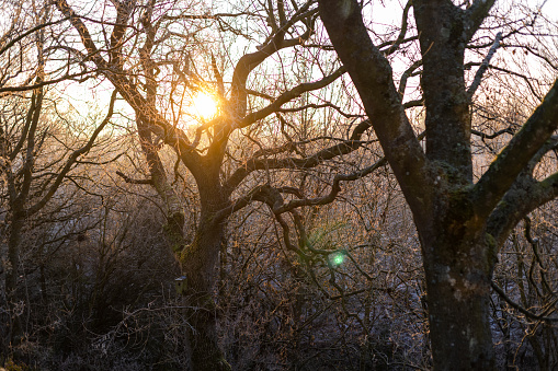Wide view of a sunrise shining through the woodland trees on a cold winters morning in Northumberland, England.