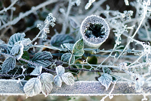 Directly above of dry frosty nettles \nagainst a fence on a cold winters day in Northumberland, England.