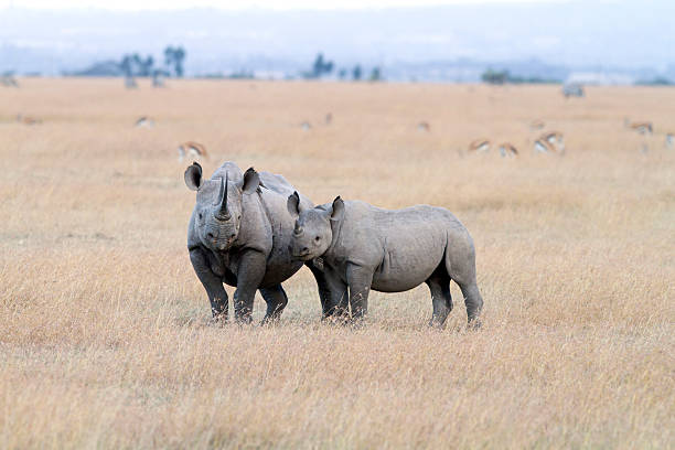 Black Rhinoceros with young one, Sweetwaters, Kenya stock photo