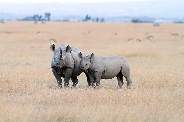 Photo of Black Rhinoceros with young one, Sweetwaters, Kenya