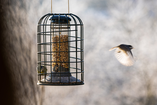 A pair of great tit birds feeding on seeds in a bird feeder on a cold winters day in Northumberland, England.