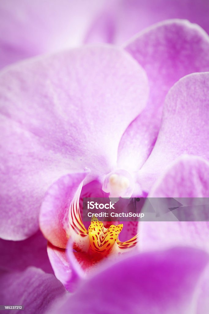 Orquídea cor-de-rosa - Foto de stock de Acontecimentos da Vida royalty-free