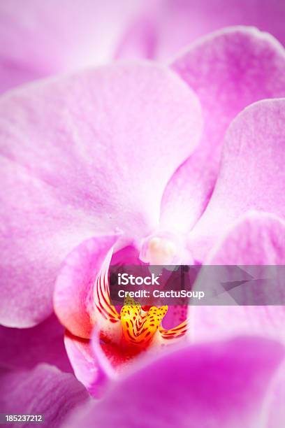 Foto de Orquídea Corderosa e mais fotos de stock de Acontecimentos da Vida - Acontecimentos da Vida, Amarelo, Beleza