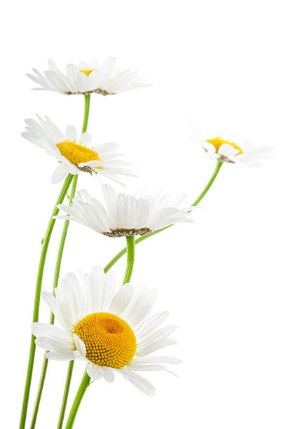 daisies на белом фоне - german chamomile wildflower white yellow стоковые фото и изображения