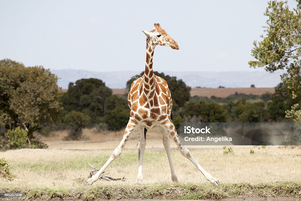 Somali Giraffe at the waterhole, Sweetwaters reservat, Kenya "Somali Giraffe at the waterhole, Sweetwaters reservat, Kenya" Giraffe Stock Photo