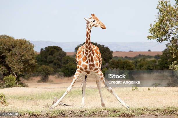 Somali Giraffe At The Waterhole Sweetwaters Reservat Kenya Stock Photo - Download Image Now