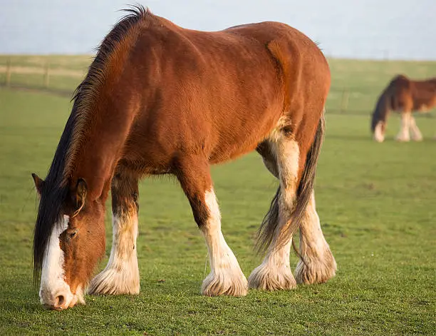 "Two Clydesdale horses grazing in a field in the evening light.For more, see my lightbox"