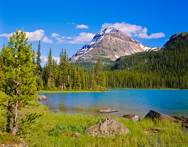 parco nazionale di banff - bow lake foto e immagini stock