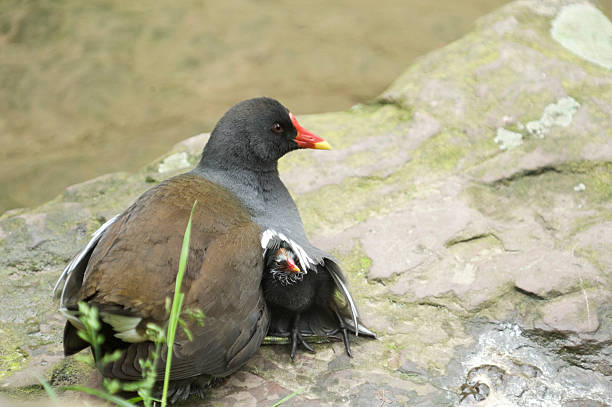 istock common moorhen [ Gallinula chloropus ] 185237696