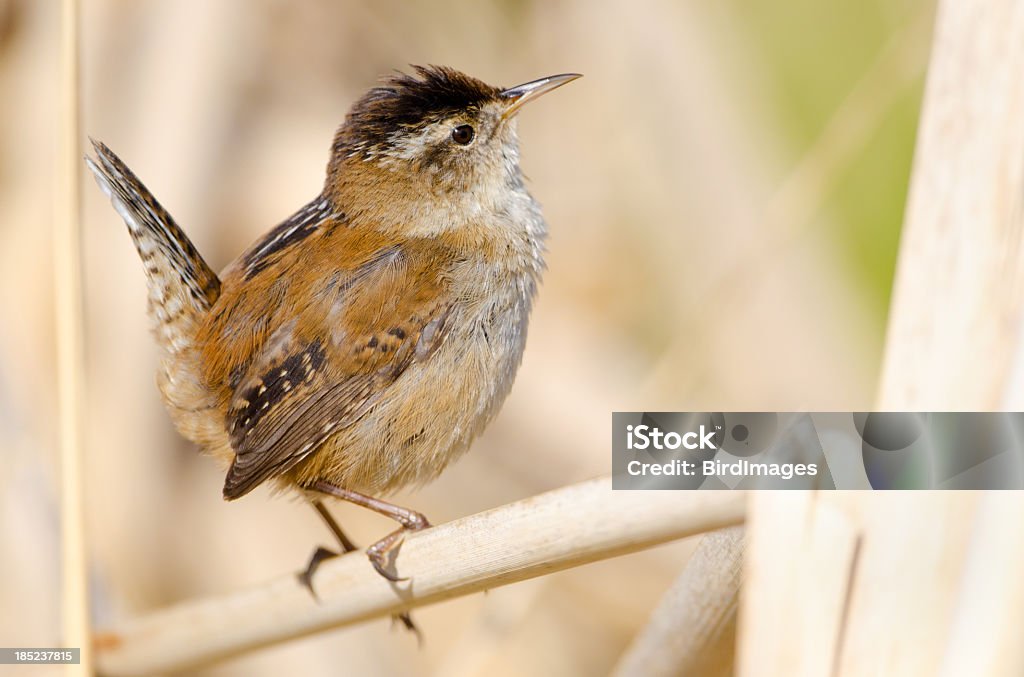 Marsh Wren Gnieździć się na Pałka wodna wynika - Zbiór zdjęć royalty-free (Bagno)