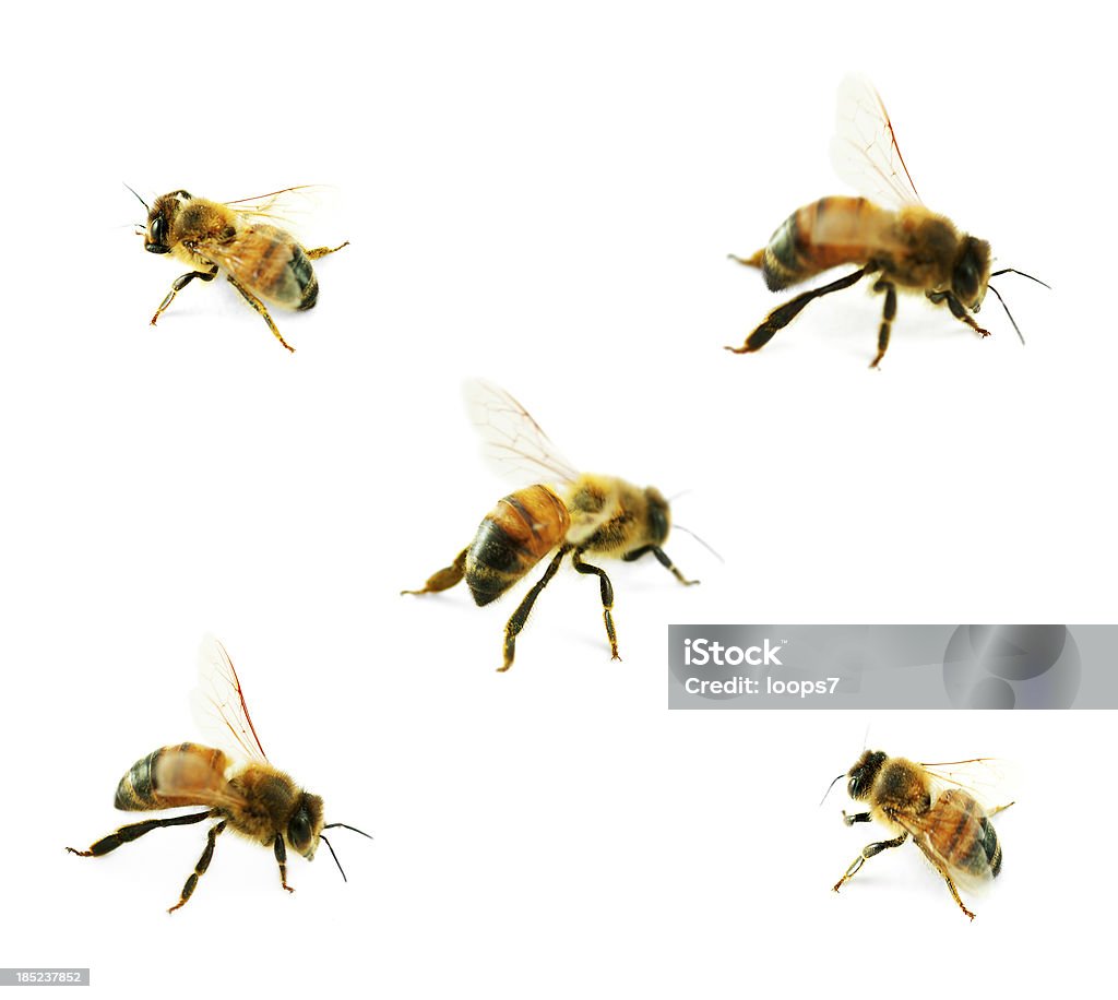 abejas - Foto de stock de Abeja libre de derechos