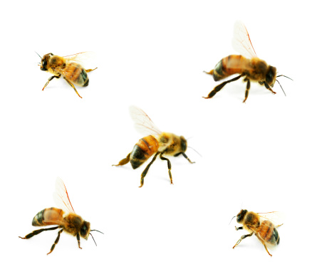 bees collectionanimal collection: