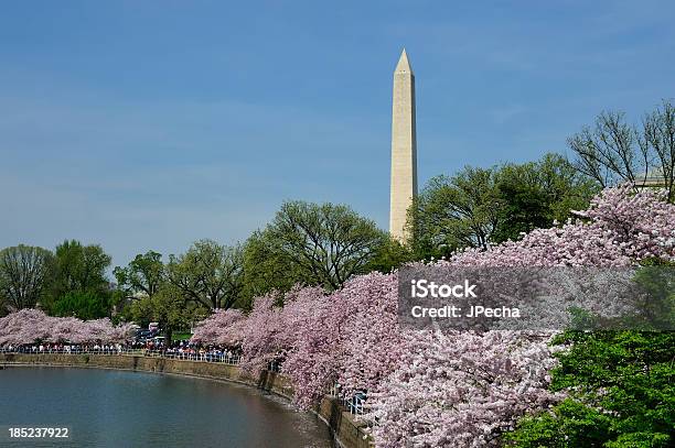 Wiśnia Kwiaty Pomnik Waszyngtona Błękitnego Nieba - zdjęcia stockowe i więcej obrazów Zielony kolor - Zielony kolor, Drzewo, Drzewo wiśni