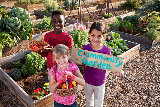 Children holding community garden sign A group of three multi-ethnic children standing in front of planters of growing vegetables.  A girl in a purple shirt is holding up a wooden sign that has COMMUNITY GARDEN painted on it.  The African American boy and little blond girl are holding baskets of tomatoes and peppers. community garden sign stock pictures, royalty-free photos & images