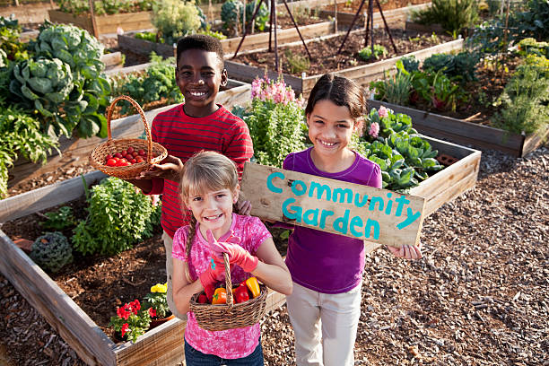 Children holding community garden sign A group of three multi-ethnic children standing in front of planters of growing vegetables. A girl in a purple shirt is holding up a wooden sign that has COMMUNITY GARDEN painted on it. The African American boy and little blond girl are holding baskets of tomatoes and peppers. community vegetable garden stock pictures, royalty-free photos & images