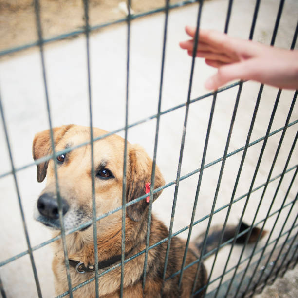 istock Dog in the Pen 185238115