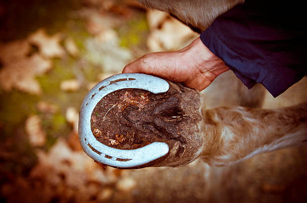 Groom inspects a horseshoe and hoof